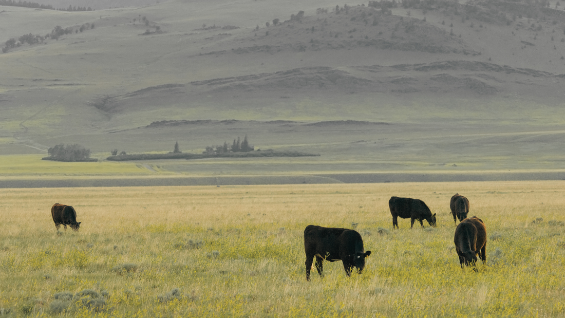 Cows gazing on an open field.