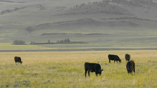 Cows gazing on an open field.