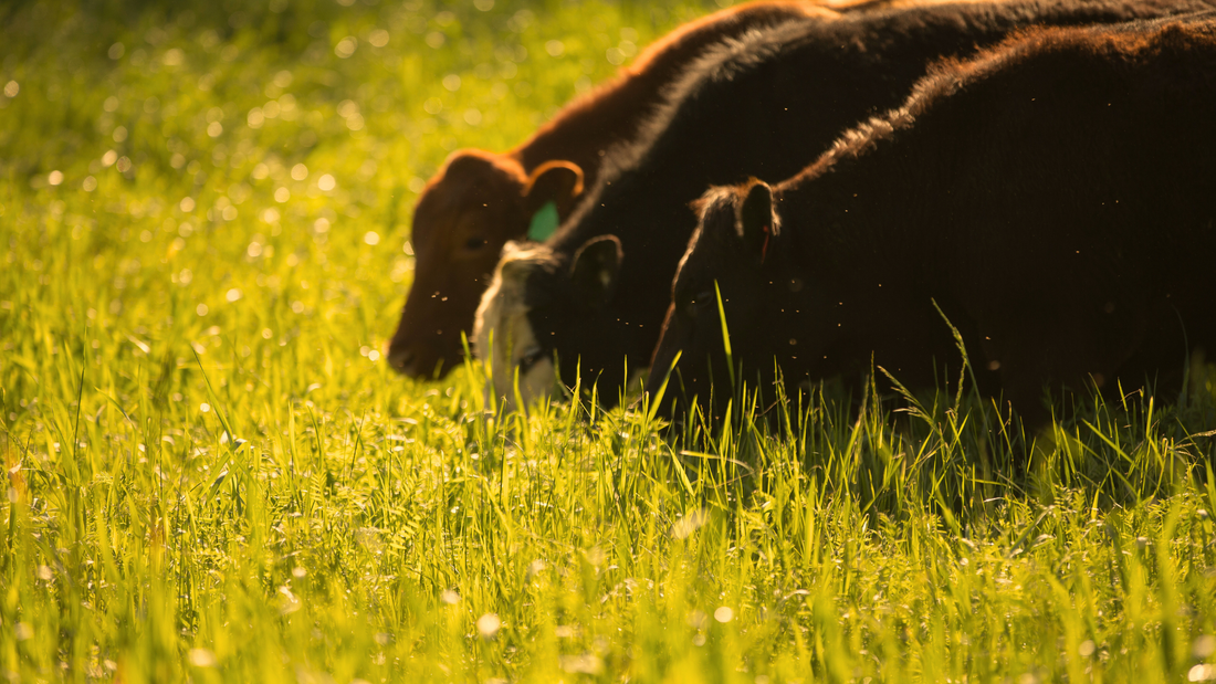Cows gazing on an open pasture, free range cattle.