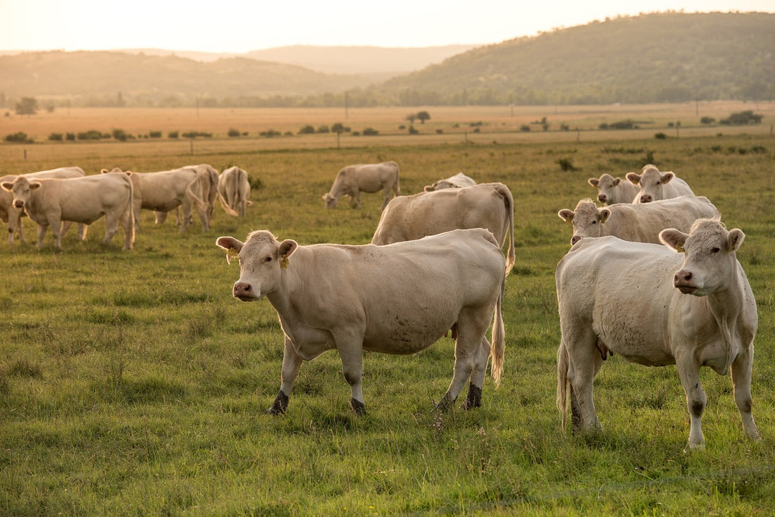 A pasture of angus beef cows near sunset.
