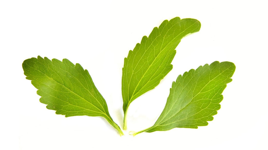 A picture of Stevia leaves, a natural sweetener shot on a white background.