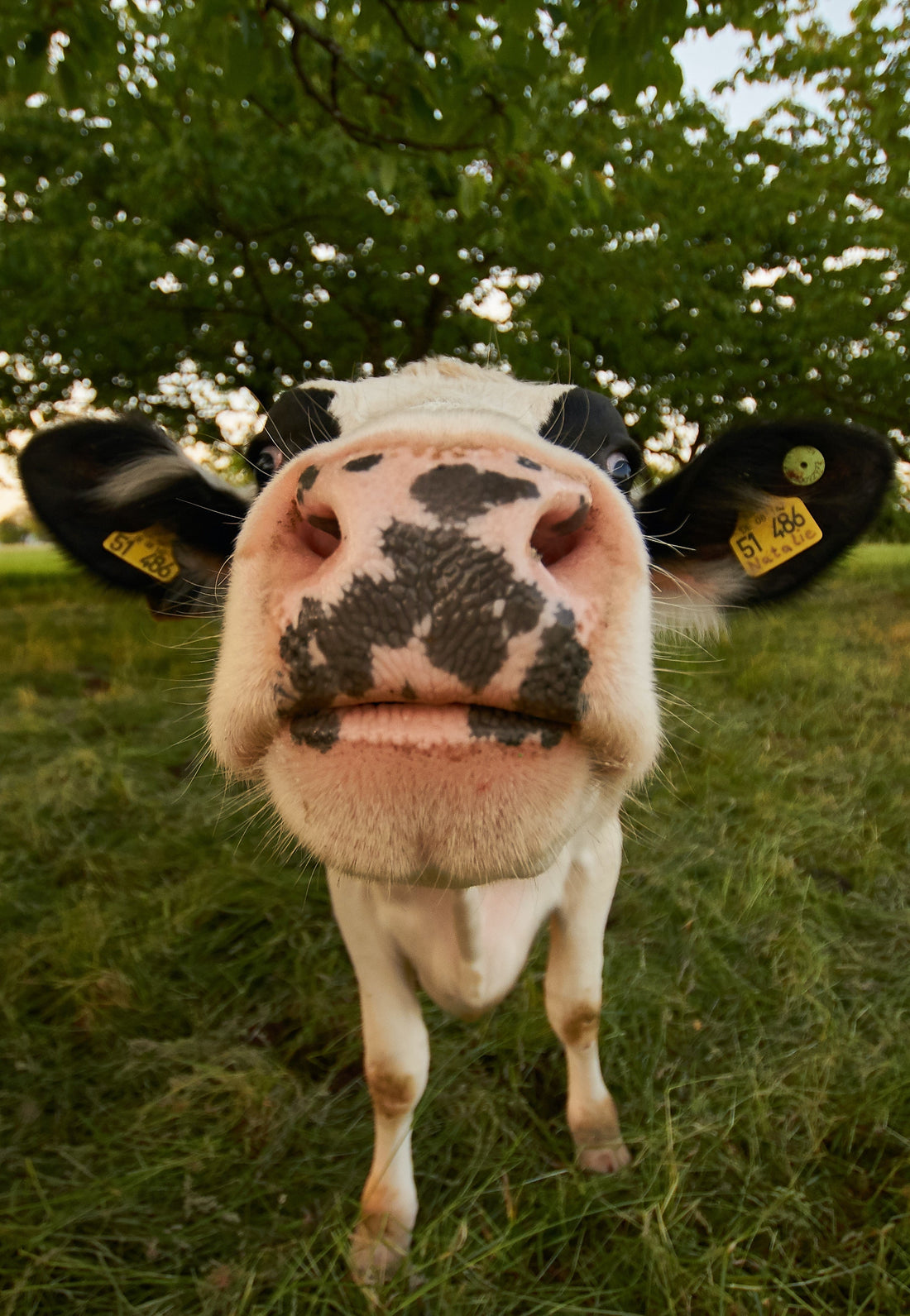 A close up of a cow sniffing camera.
