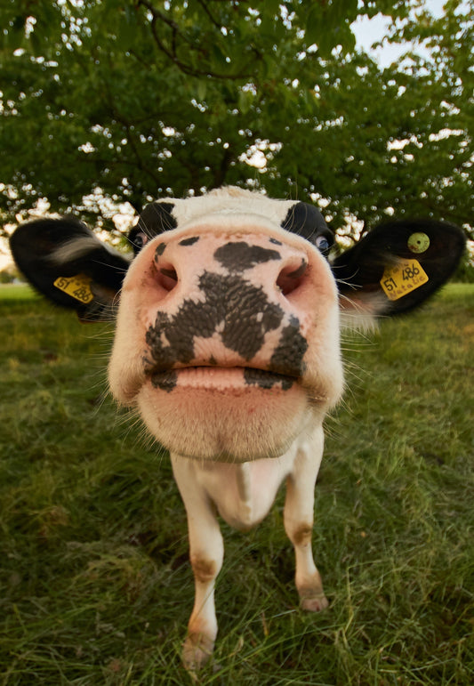 A close up of a cow sniffing camera.