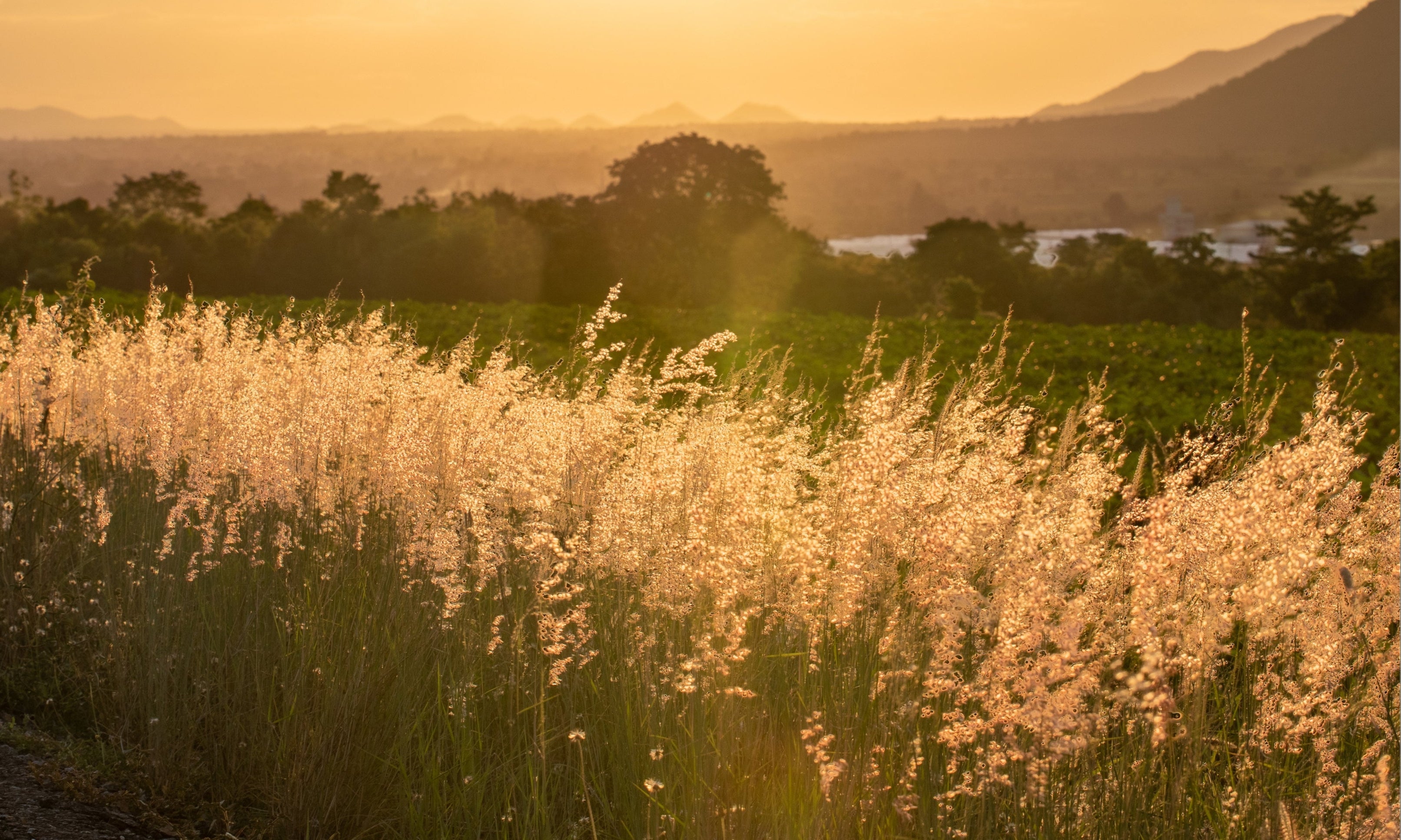 Beautiful field of grass 